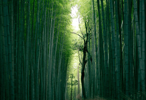 ‘Be Like Bamboo’ – A Fresh Perspective on Holistic Health and Healing